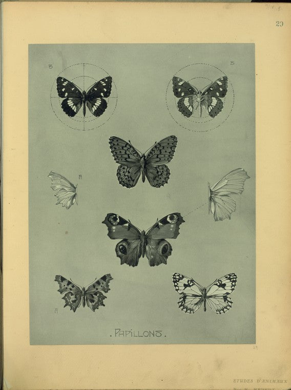 Papillons.