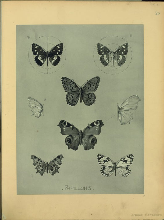 Papillons.