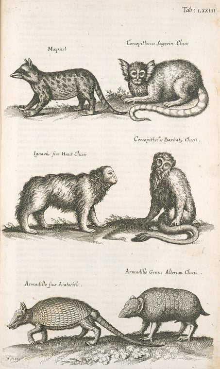 Mapach; Cercopithecus Sagovin Clusii; Ignavii sive Haut Clusii; Cercopithecus Barbatæ Clusii; Armadillo sive Aiatochtli; Armadillo Genus Alterum Clusii.