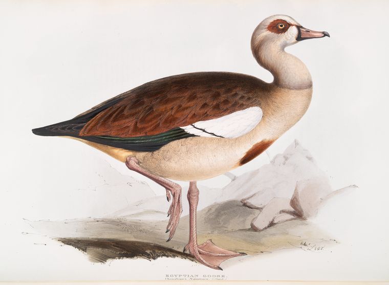 Egyptian Goose