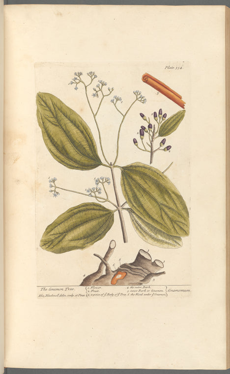 The cinamon tree