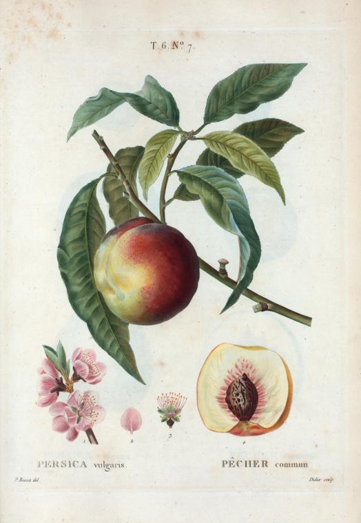 Persica vulgaris = Pêcher commun. [Peach on a branch]