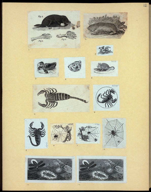 Scrap Book, Volume 6, p.12