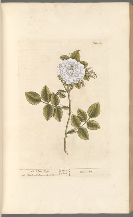 The white rose