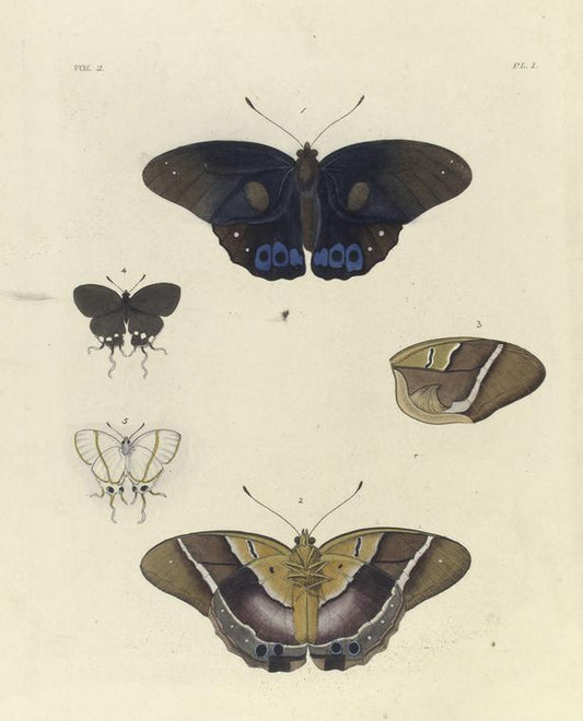 1. 2. Hætera Philoctetes;  3. [Wing of Hætera Philoctetes];  4. 5. Thecla Faunus (Female).
