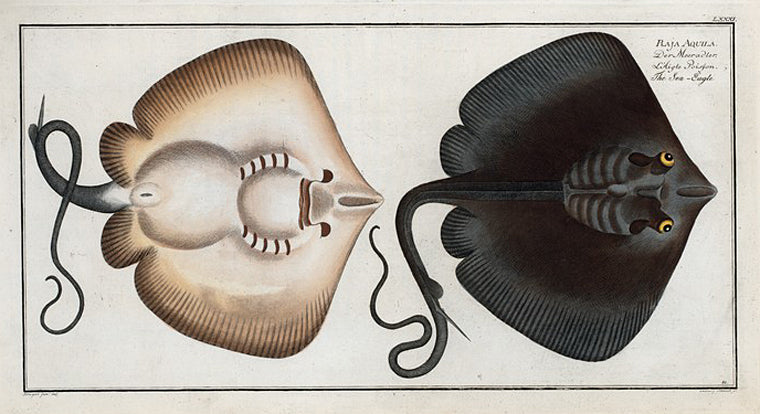 Raja Aquila, The Sea-Eagle.