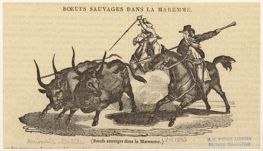 Boeufs sauvages dans la maremme