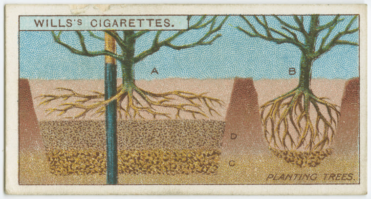 Planting trees.