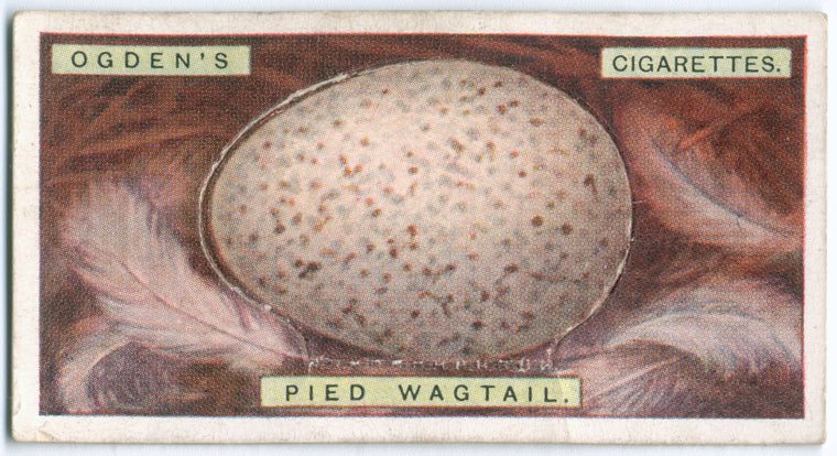 Pied wagtail's egg.