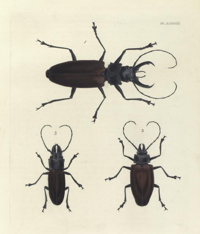 1. Prionus (Stenodontes) Damicornis; 2. Prionus (Mallodon) Melanopus; 3. Prionus (Mallodon) Maxillosus.