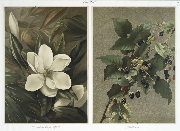 Magnolia  Geandiflora; Blackberries.
