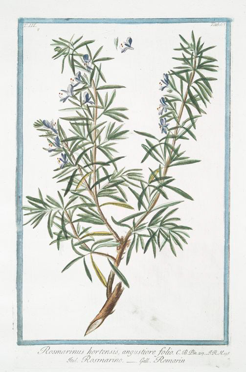 Rosemarinus hortensis, angustiore folio = Rosmarino = Rosmarin. [Rosemary]