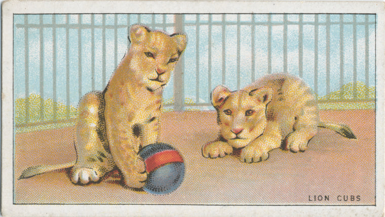 Lion cubs.