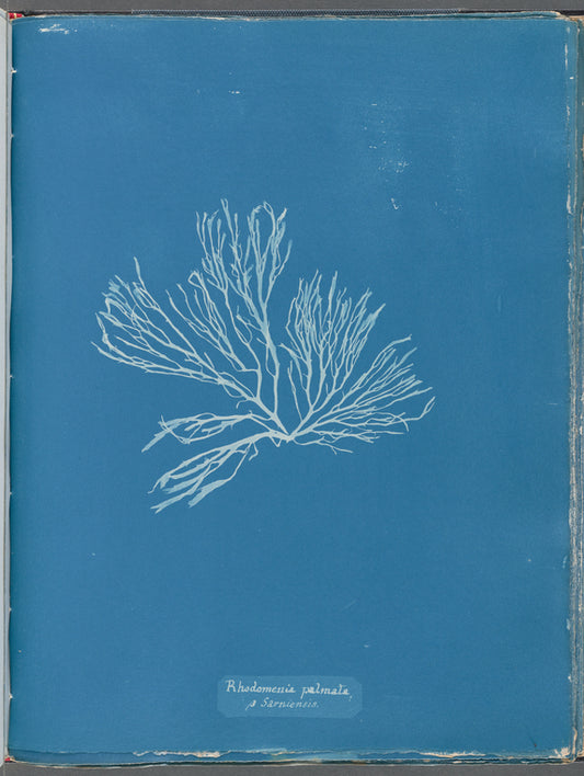 Rhodomenia palmata β Sarniensis