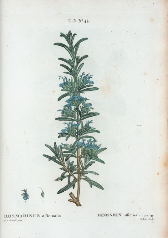 Rosmarinus officinalis = Romarin officinal. [Rosemary]