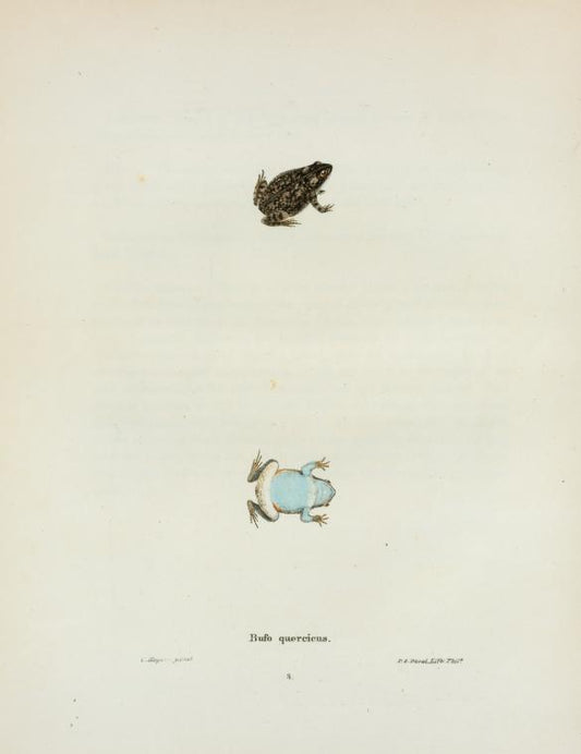Bufo quercicus.