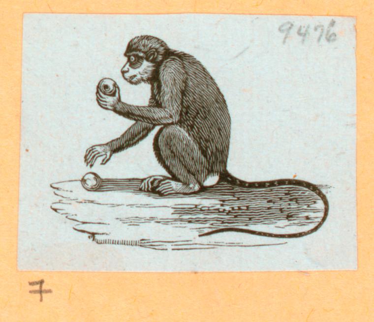 Monkeys and apes.