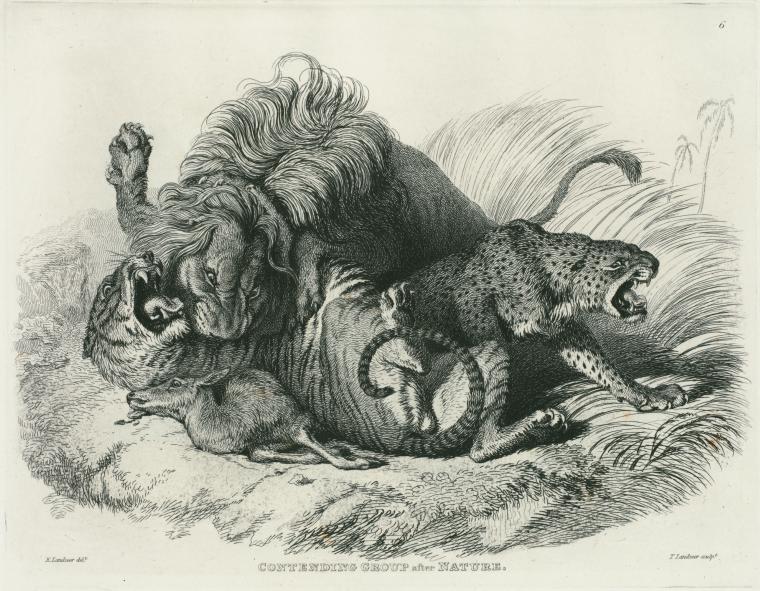 Contending group, after nature.