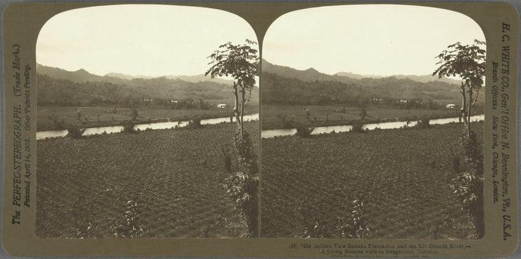Golden Vale banana Palntation and the Rio Grande River. -- A young Banana walk in forground, Jamaica