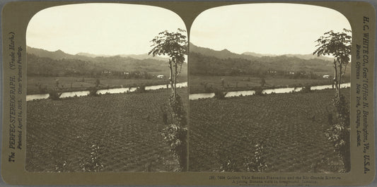 Golden Vale banana Palntation and the Rio Grande River. -- A young Banana walk in forground, Jamaica