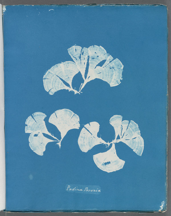Padina Pavonia