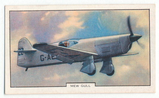 Mew Gull.