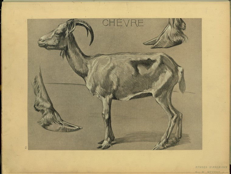 Chèvre.