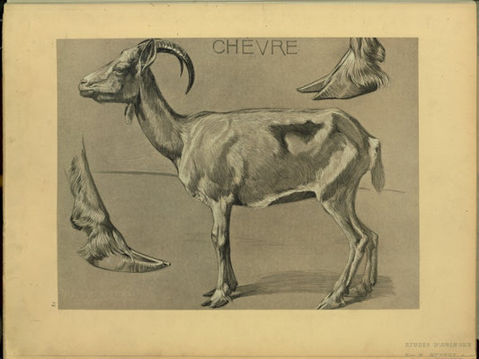Chèvre.