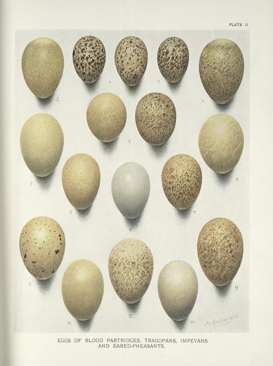 Eggs of Blood Partridges, Tragopans, Impeyans and Eared -Pheasants.