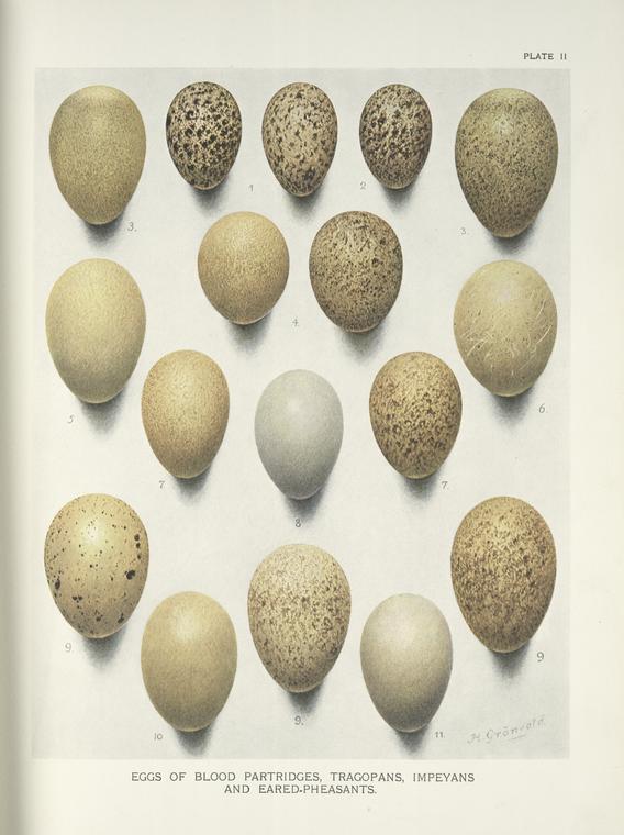 Eggs of Blood Partridges, Tragopans, Impeyans and Eared -Pheasants.