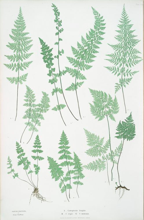 A. Cystopteris fragilis. B. C. regia. C. C. montana. [The brittle bladder fern - The Alpine, or Royal bladder fern - The mountain bladder fern]