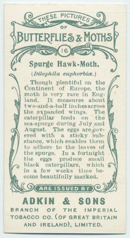 Spurge hawk-moth & larva.