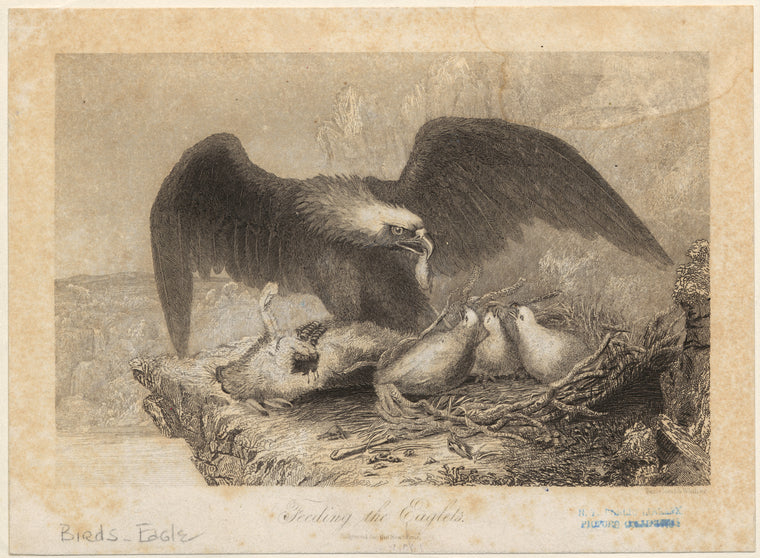 Feeding the eaglets