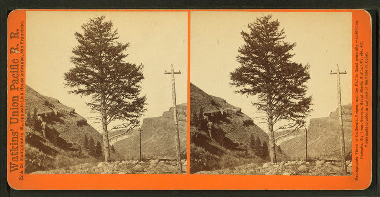 1,000-mile Tree, Weber Canyon, Utah.