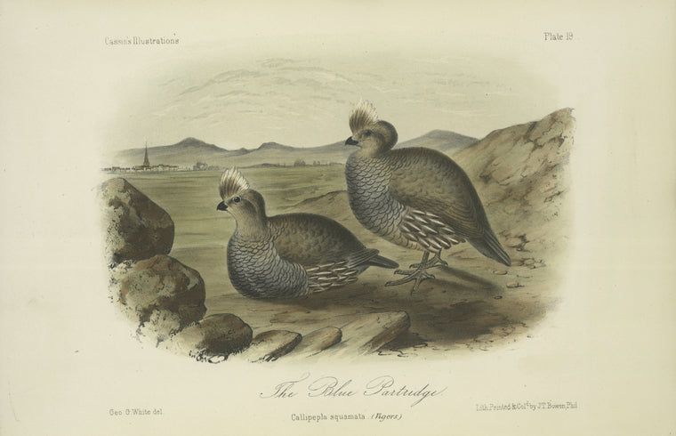 The Blue Partridge (Callipepla squamata).