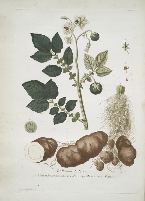 La Pomme de Terre.