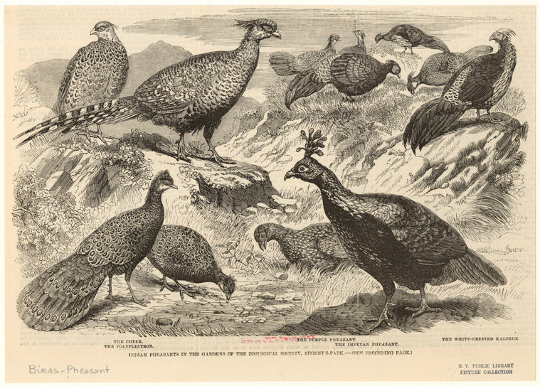 Indian pheasants in the gardens of the zoological society, Regent's Park