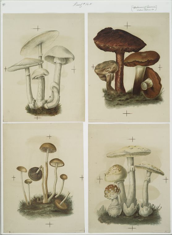 Prints depicting mushrooms.