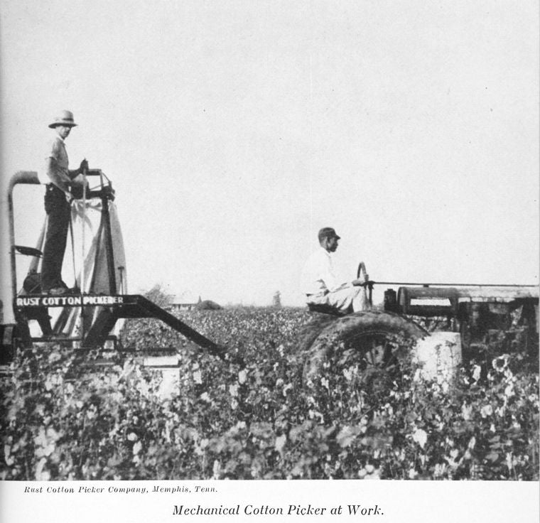 Mechanical cotton picker at work