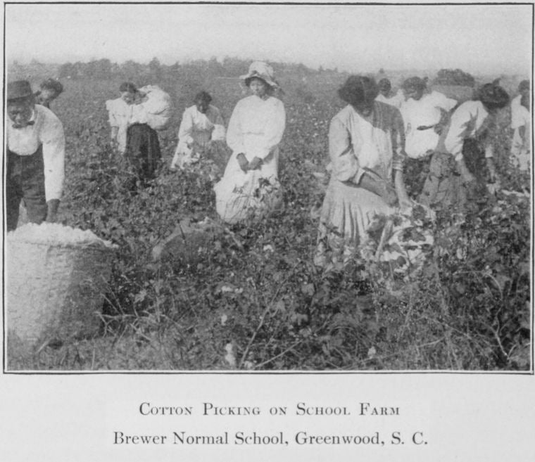 Cotton picking on school farm - Brewer Normal School, Greenwood, S.C.