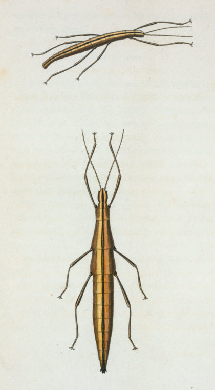Spectrum bivittatum.