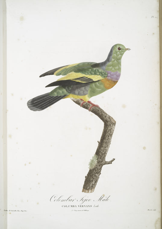 Les Colombars: Colombar Jojoo, mâle (Columba Vernans)