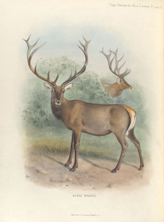 Altai Wapiti