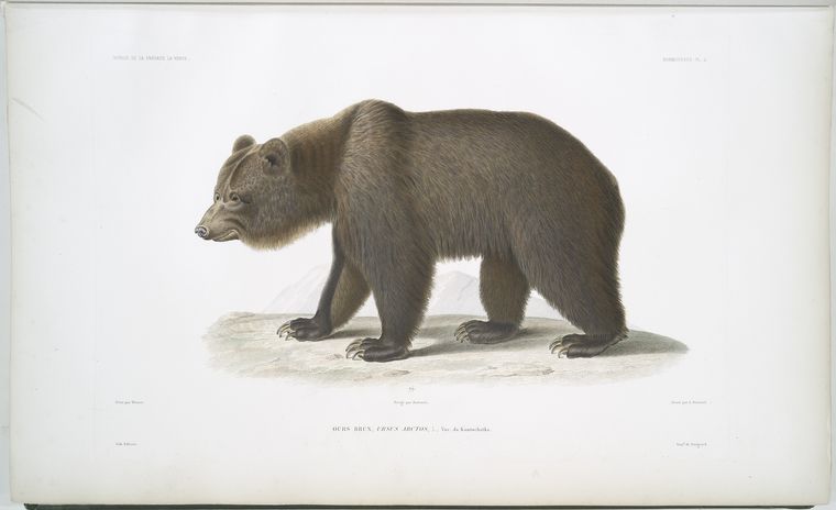 Ours brun, Ursus arctos.
