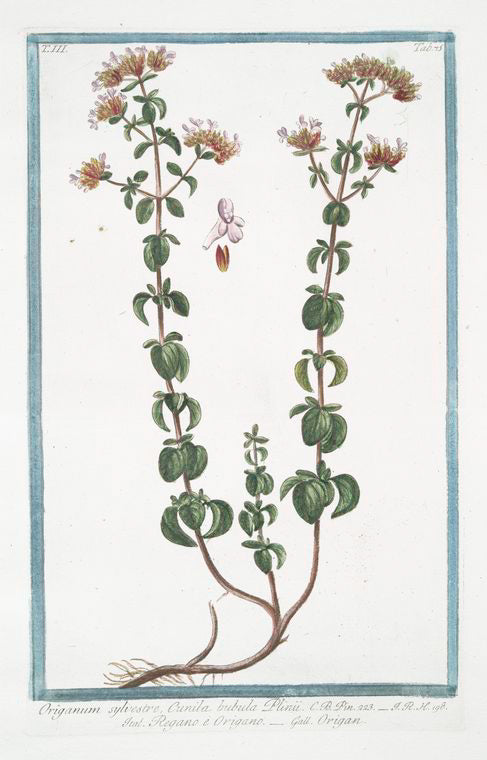 Origanum sylvestre, Cunila bubula Plinii = Regano e Origano = Origan. [Wild Marjoram]
