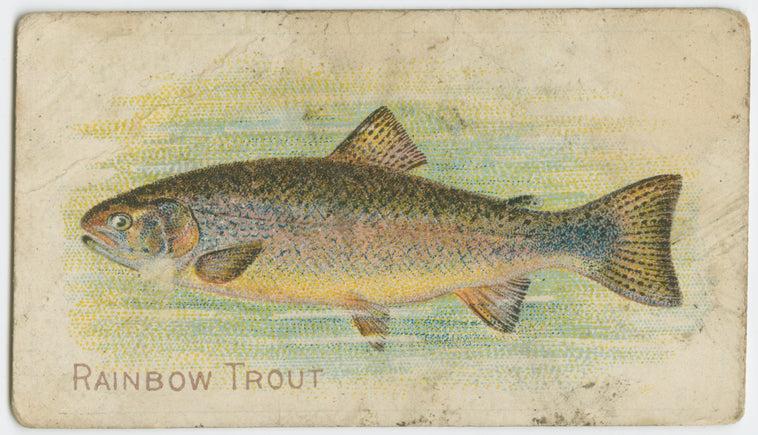 Rainbow trout.