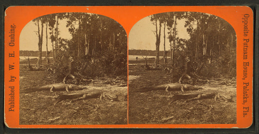 Alligators basking on riverbank.