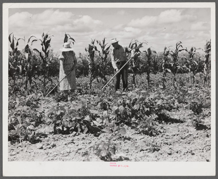 Mr. and Mrs. John M. Washam hoeing in their garden. Transylvania Project, Louisiana