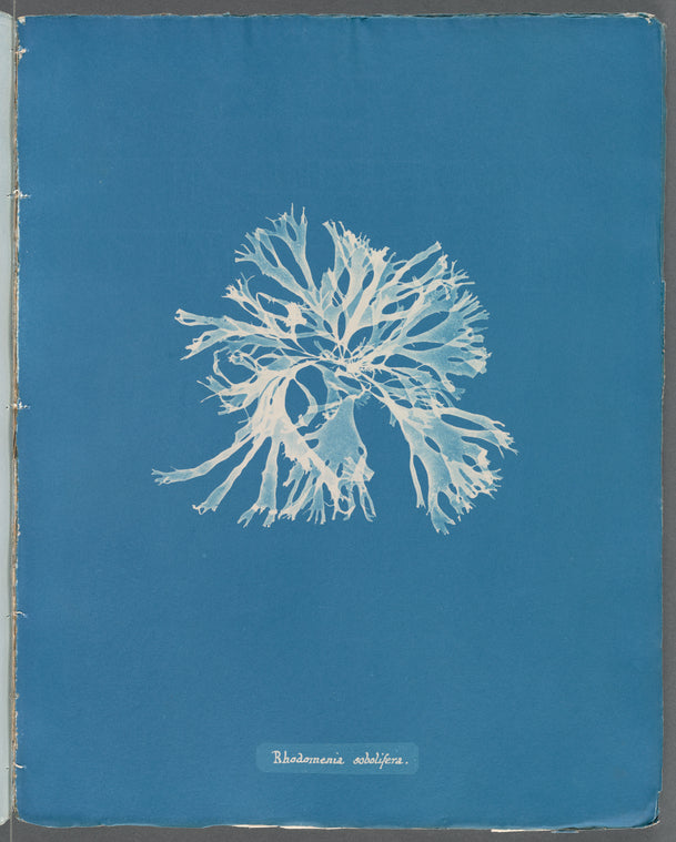 Rhodomenia sobolifera