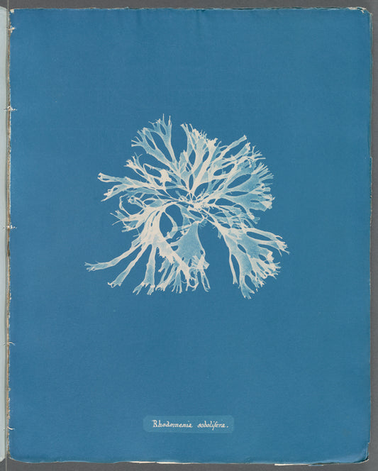 Rhodomenia sobolifera